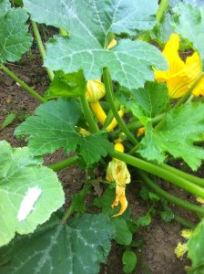 easy plants to grow for food