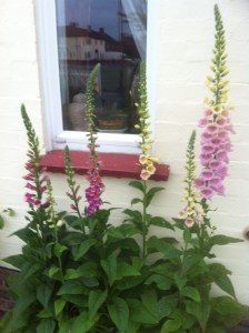 saving money in the garden