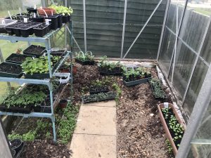 saving money in the garden