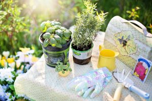 saving money in the garden