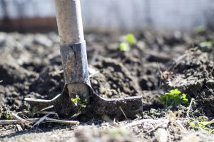saving money in the garden