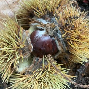 five frugal things at Shoestring Cottage