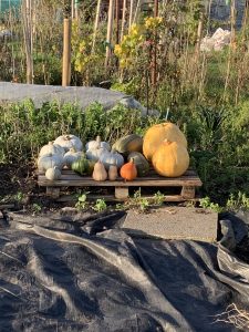 frugal october