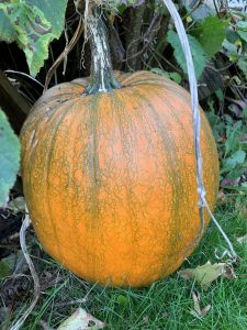 things to do with leftover pumpkins things to do with leftover pumpkins