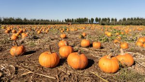 things to do with leftover pumpkins