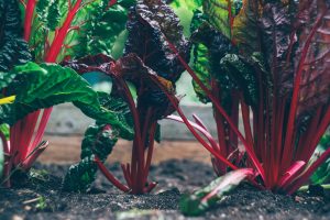 easy plants to grow for food