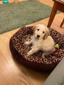 shoestring puppy
