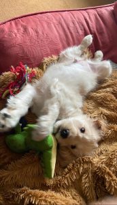shoestring puppy