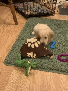 shoestring puppy