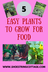 Easy Plants to Grow for Food
