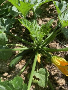 Save money growing food