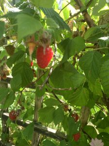 Save money growing food
