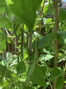 Save money growing food