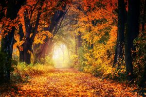 Autumn woodland scene