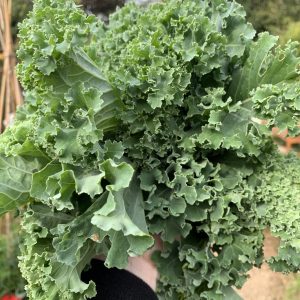 Healthy meals on a small budget