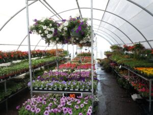 saving money in the garden