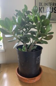 frugal gifting