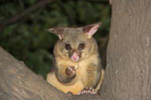 living like a possum