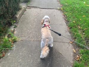 a dog on a lead to make extra money