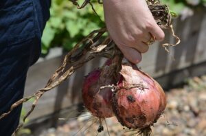 hand holding onions