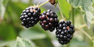 Some blackberries on a bush