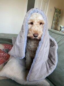cockapoo with blanket