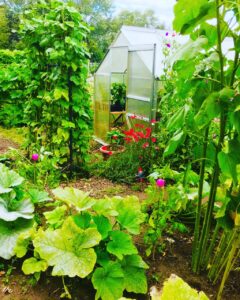 A vegetable garden