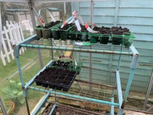 Some seed trays in a greenhouse