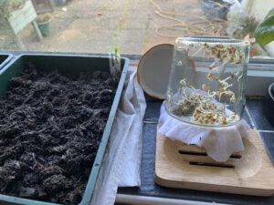 Alfalfa seeds sprouting in a jam jar
