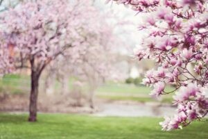 trees in blossom