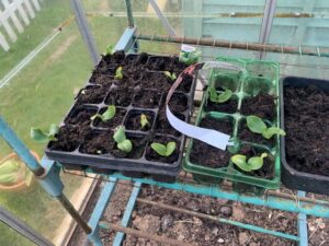 courgette seedlings in a greenhouse