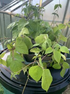 Runner beans growing in pots