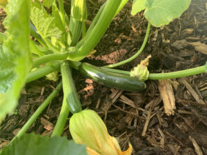 courgette plant fruiting - frugal wins