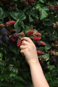 hand picking blackberries frugal fun