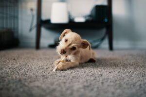 a puppy with a toy