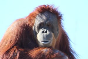 low waste gifts - orangutan