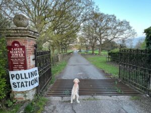 A dog at the entrance of a polling station
