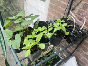 Seedlings in pots
