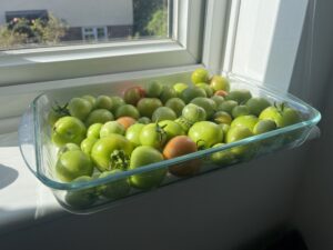 A large glass tray of green tomatoes on a window sill