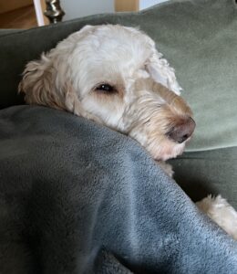 a small dog huddled under a blanket