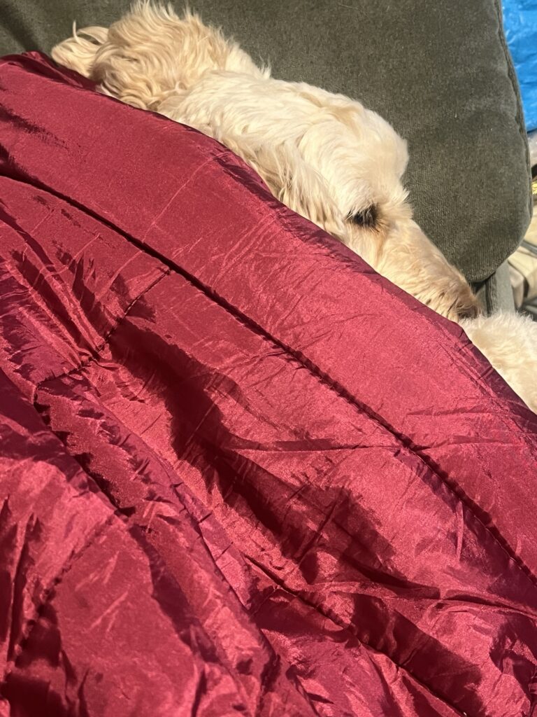 A fluffy white dog under a red blanket
