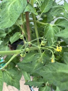 A close up of a tomato plant showing small fruits appearing - frugal things to save money
