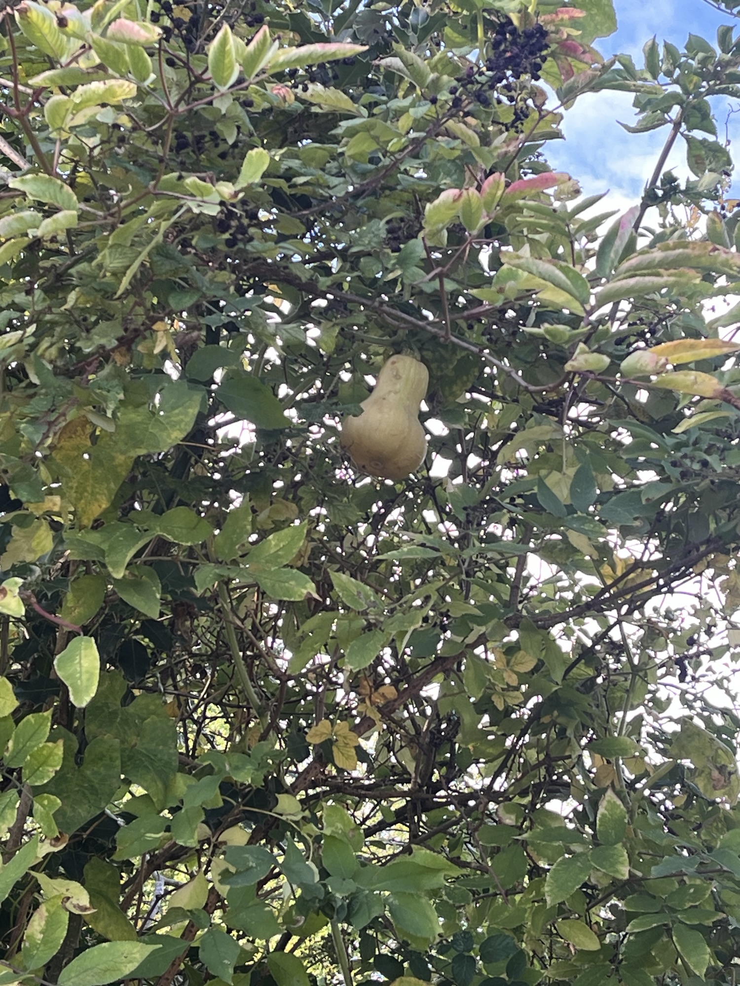 A butternet squash high up in a tree